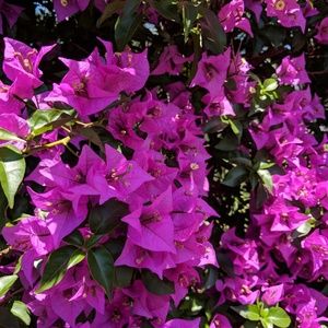 Meet your Posher, Sierra